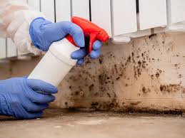 Best Mold Odor Removal Services  in Dewey Humboldt, AZ